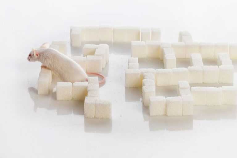 Are Rats Good Pets? 7 Reasons Why Rats Make Good Pets Misfit Animals