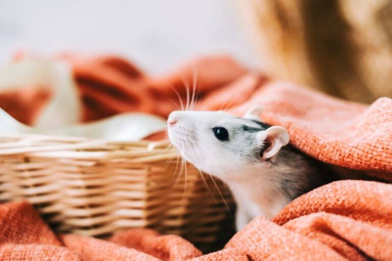 Are Rats Good Pets? 7 Reasons Why Rats Make Good Pets | Misfit Animals