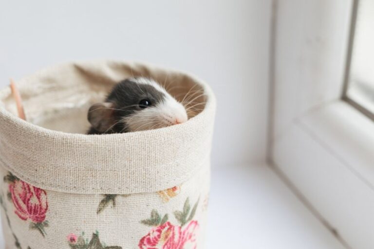 Are Rats Good Pets? 7 Reasons Why Rats Make Good Pets Misfit Animals