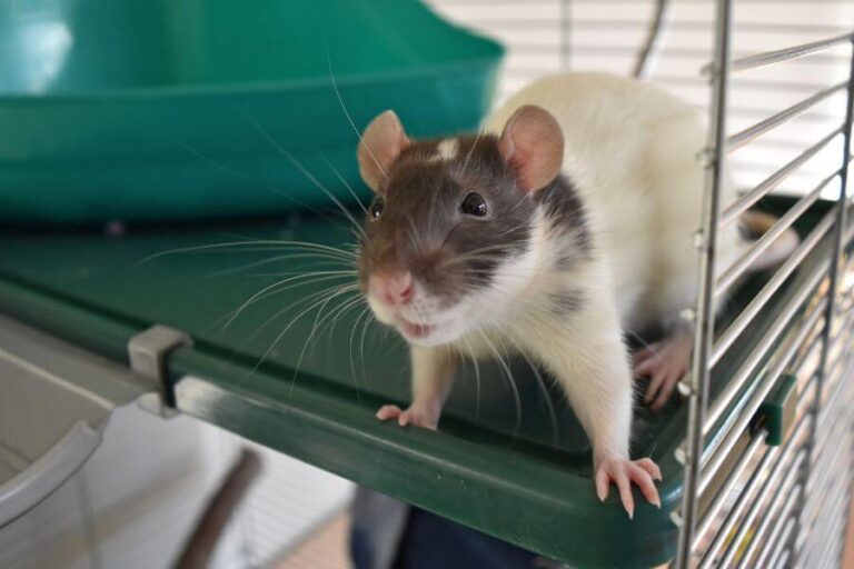 Are Rats Good Pets? 7 Reasons Why Rats Make Good Pets Misfit Animals