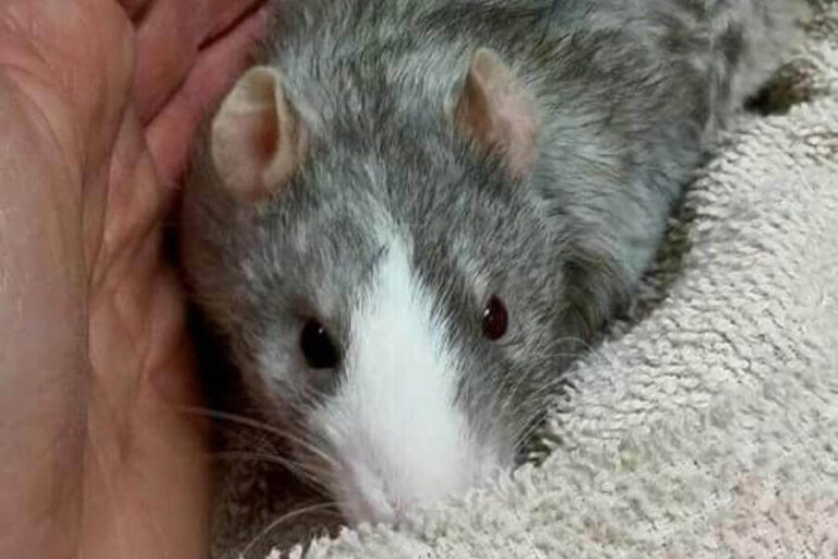 Types Of Pet Rats Breeds, Colors & Patterns Of Fancy Rats