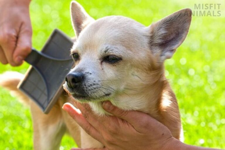 How To Choose The Safest Flea Treatment For Dogs