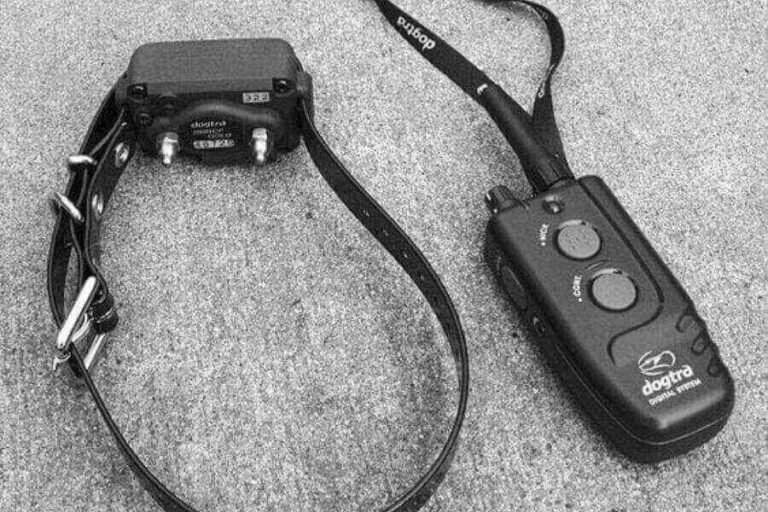 Do Bark Collars Work For Whining? Why They Do And Don't