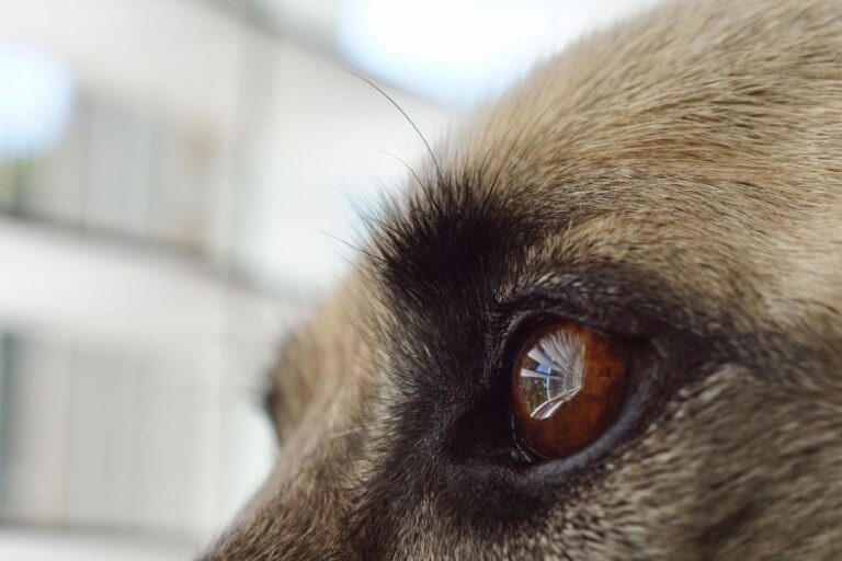 Blindness In Diabetic Dogs Causes, Treatment & Prevention