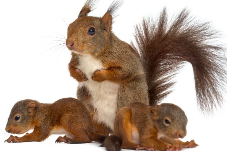 Squirrel Lifespan How Long Do Squirrels Live?