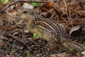 Do Squirrels Hibernate? How Do They Survive The Winter?