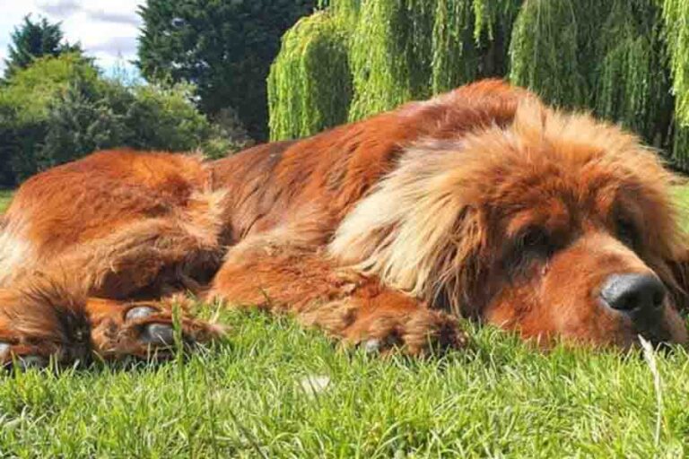 Do Tibetan Mastiffs Shed? (Tibetan Mastiff Grooming Needs)