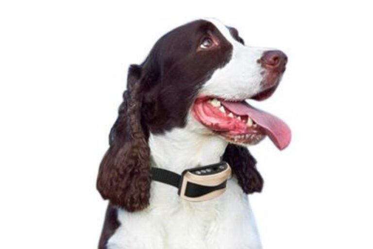 Do Bark Collars Work For Whining? Why They Do And Don't