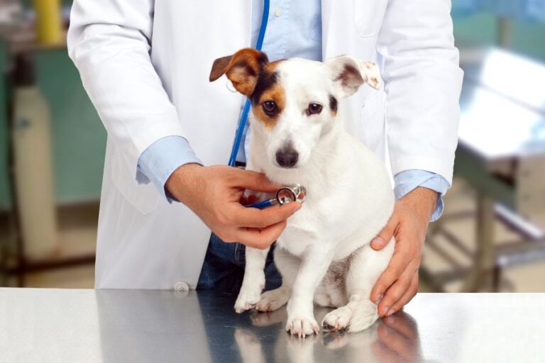 Jack Russell Lifespan How Long Do Jack Russells Live?