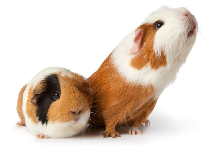Chinchilla Vs. Guinea Pig Which Is Better? (Pros & Cons)
