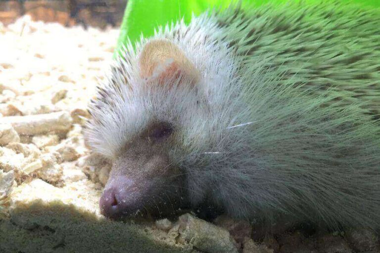Hedgehog Lifespan How Long Do Hedgehogs Live?