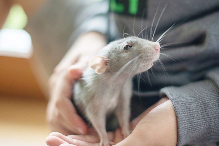 Do Rats Come Out During The Day? (Rats' Activity Pattern)