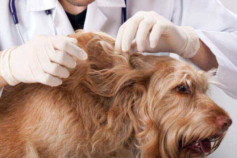 How Do Dogs Get Fleas? (8 Ways Fleas Infest Dogs)