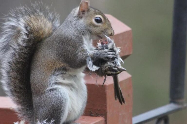 Do Squirrels Eat Birds & Bird Eggs? (4 Reasons Why)