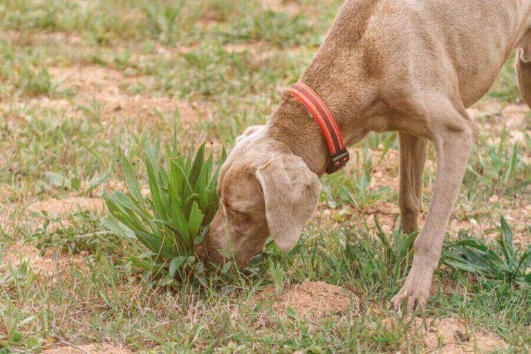 Is Your Dog Panting And Not Eating? 5 Reasons Why It Happens