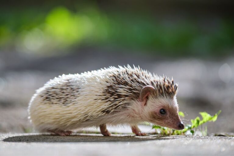 Baby Hedgehogs What They’re Called, Facts & Pictures