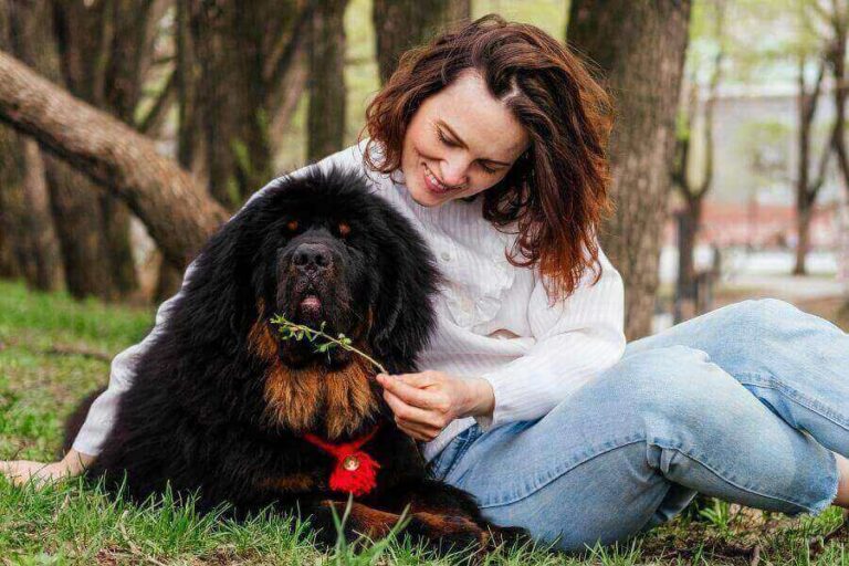 Are Tibetan Mastiffs Legal In The US? (Banned Places List)