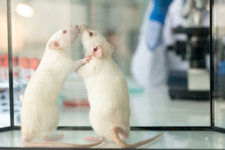 How Much Is A Rat? (Cost To Buy, Keep, And Supplies)