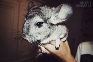 Are Chinchillas Nocturnal