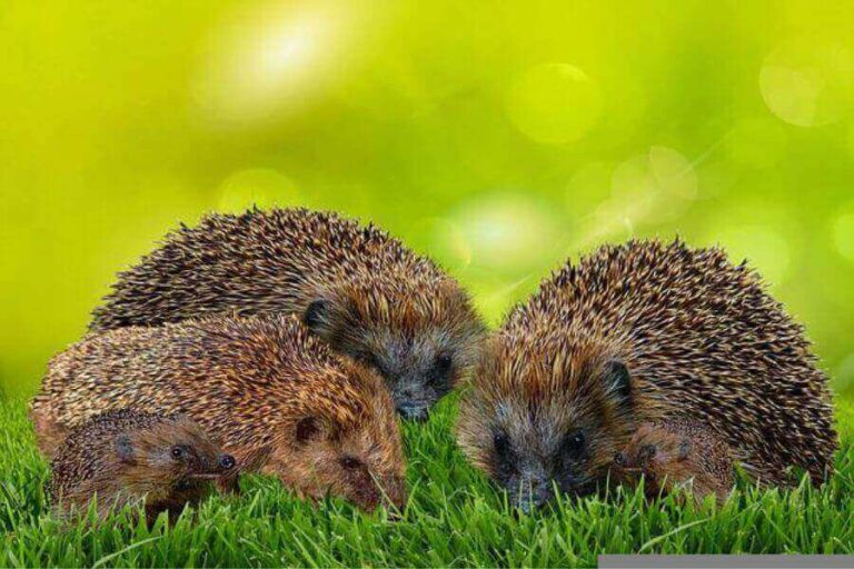 Hedgehog Breeding And Reproduction How To Breed Them