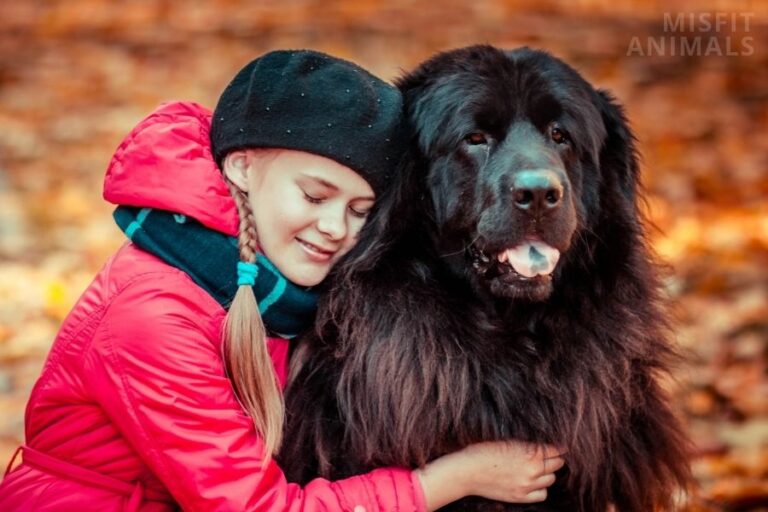 Are Tibetan Mastiffs Legal In The US? (Banned Places List)