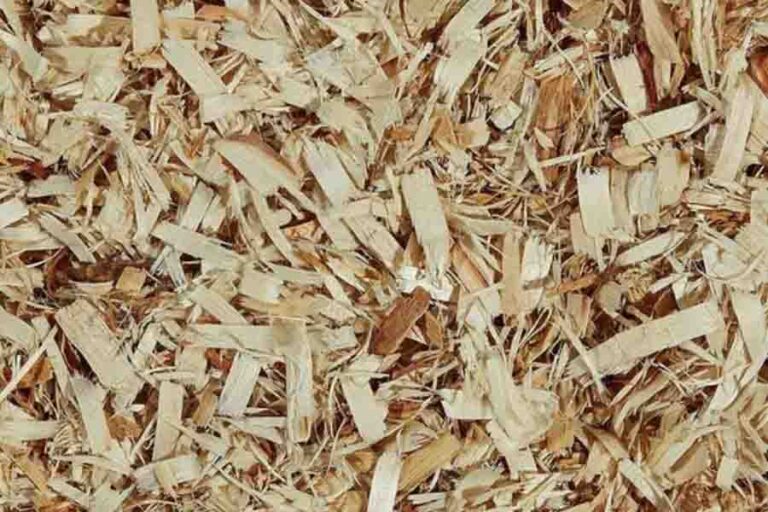 Best Chinchilla Bedding Options 6 Types & Why They Are Good