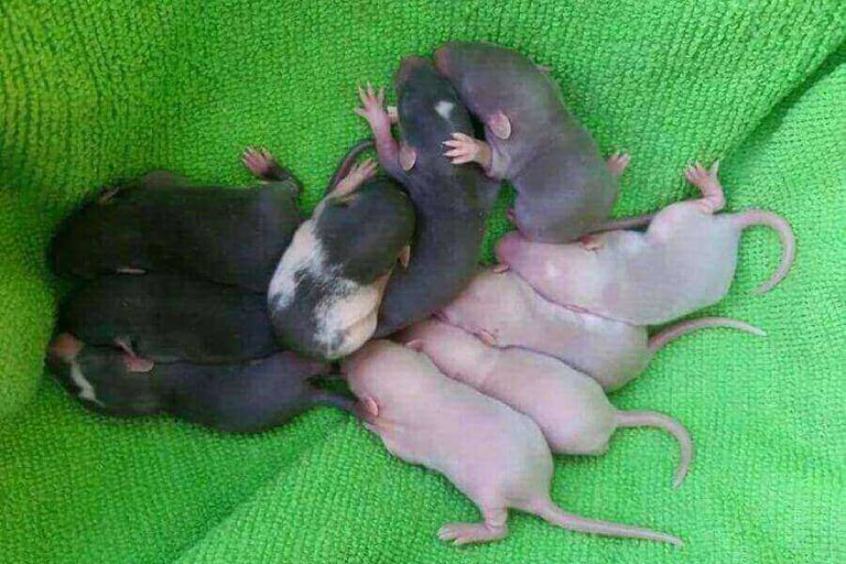 Baby Rats Life Cycle, Appearance, Dangers & Care
