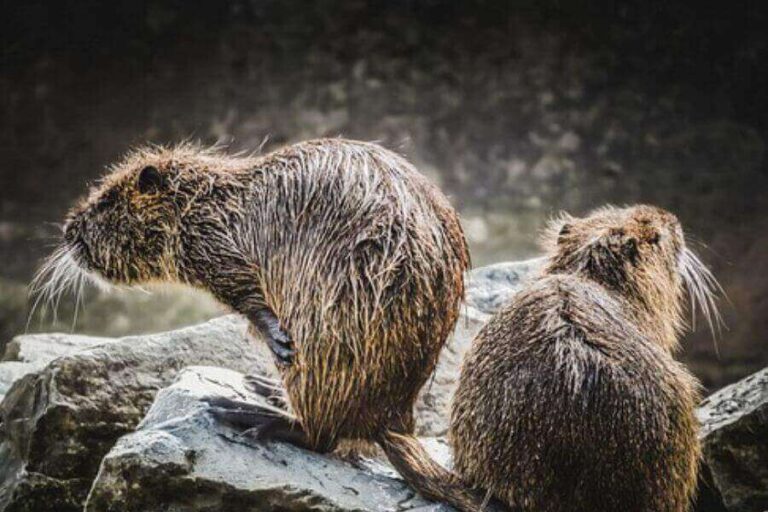 Beaver Lifespan How Long Do Beavers Live? Misfit Animals