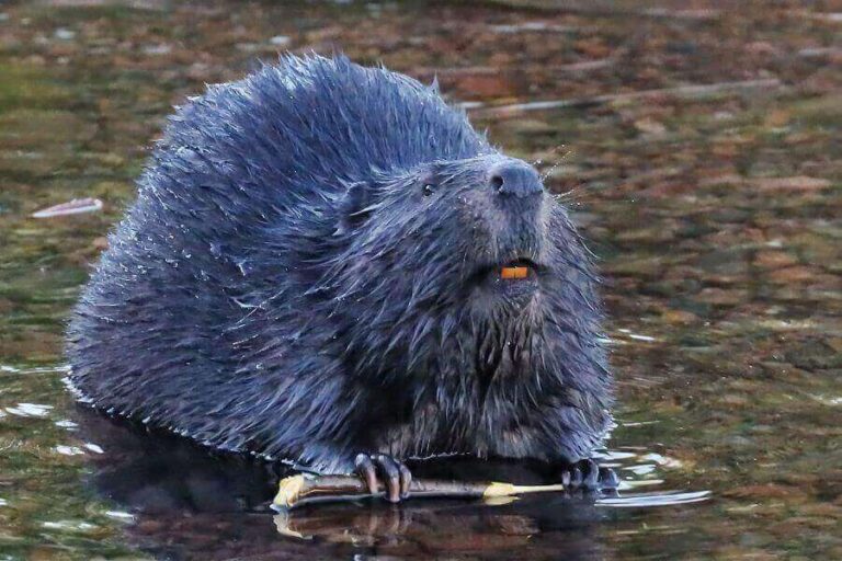 Beaver Lifespan How Long Do Beavers Live? Misfit Animals