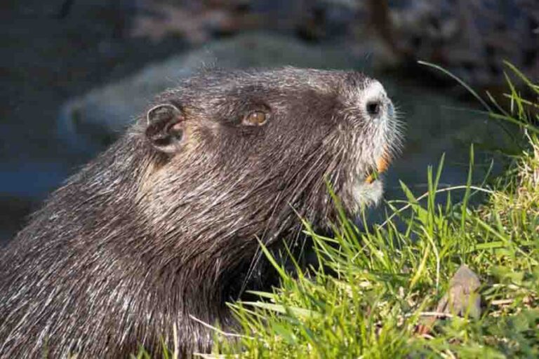 Beaver Lifespan How Long Do Beavers Live? Misfit Animals