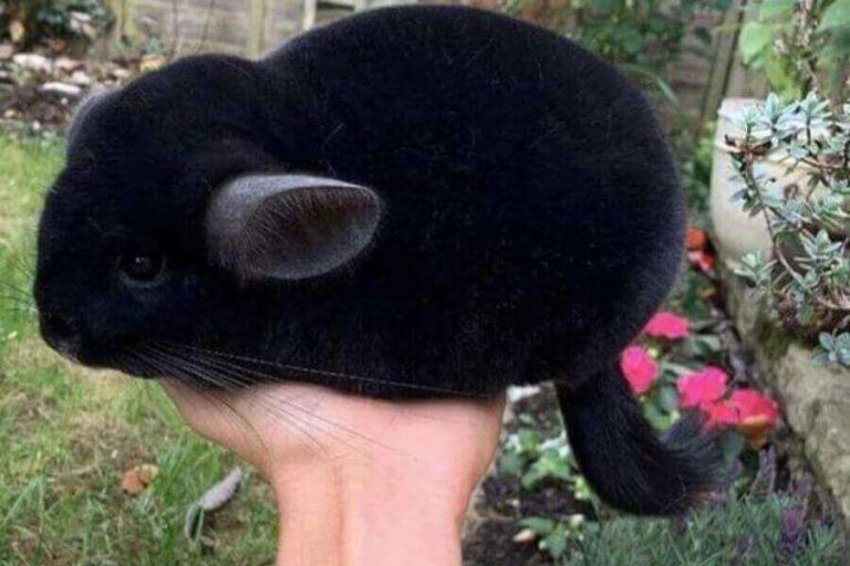 Types Of Chinchilla Breeds & Their Characteristics