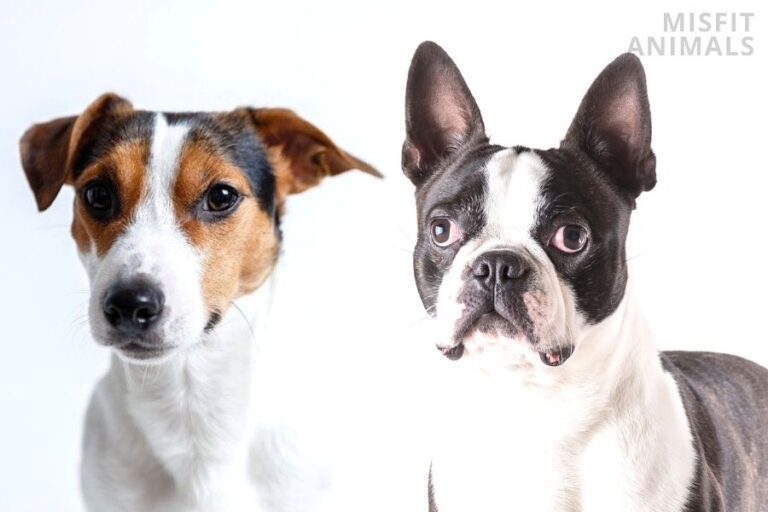 Boston Terrier Jack Russell Mix (BoJack) Breed Overview