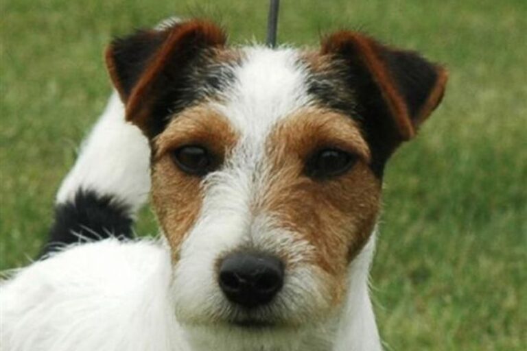 Jack Russell Coat Types 3 Hair Varieties And The