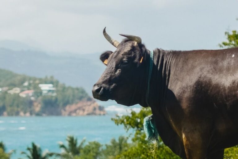 Top 10 Most Stubborn Animals In The World Misfit Animals