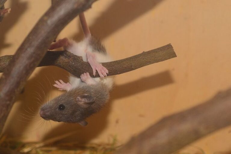 Can Rats Climb? (Are They Good Climbers And Jumpers?)