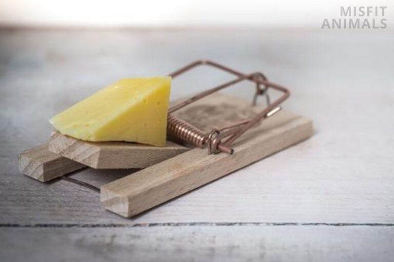 Can Rats Eat Cheese & Do They Like It? Misfit Animals