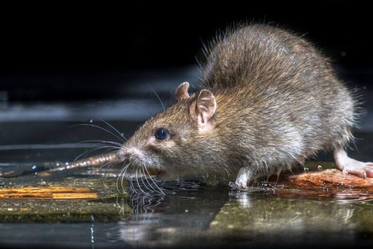 Can Rats Swim & Are They Good Swimmers? (Sewer Rats)
