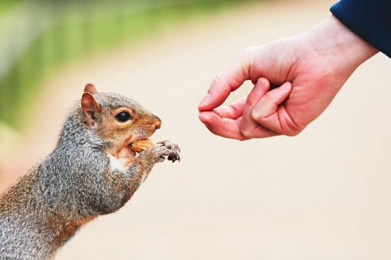 Can You Have A Squirrel As A Pet? (Are They Domesticated?)