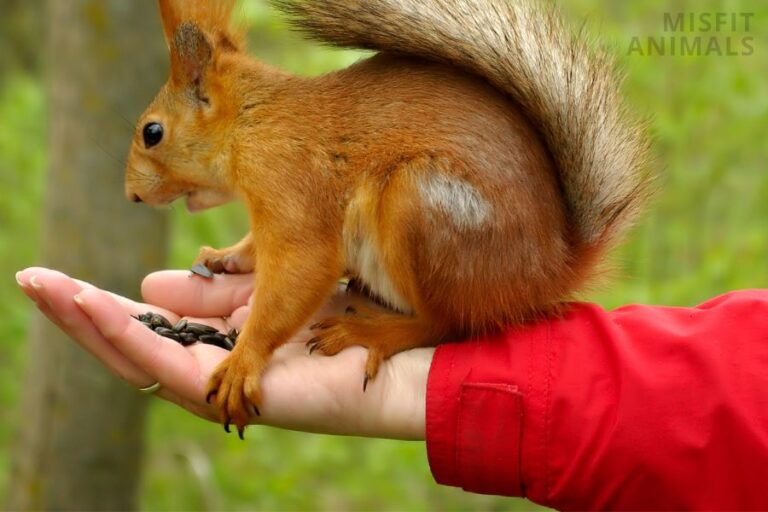 Can You Have A Squirrel As A Pet? (Are They Domesticated?)