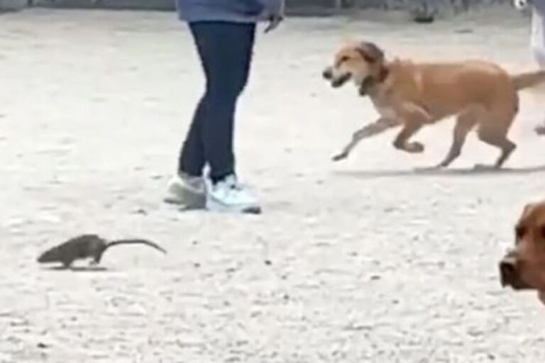 What Animals Eat Rats? 39 Natural Rat Predators In The Wild