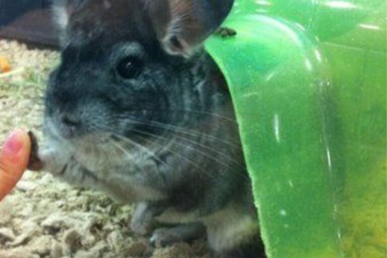 Chinchilla Cage Setup How To Set Up The Perfect Cage