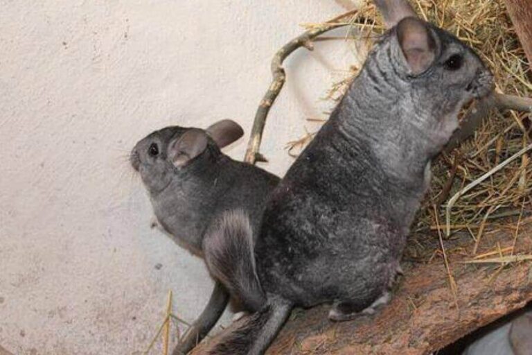 How Much Are Chinchillas? Cost Of Supplies & Care