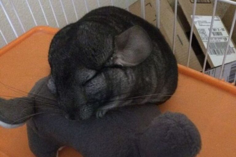 How Do Chinchillas Sleep? (How Much & When They Sleep)