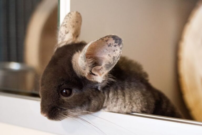 Are Chinchillas Good Pets? 11 Pros And 6 Cons Of Chins