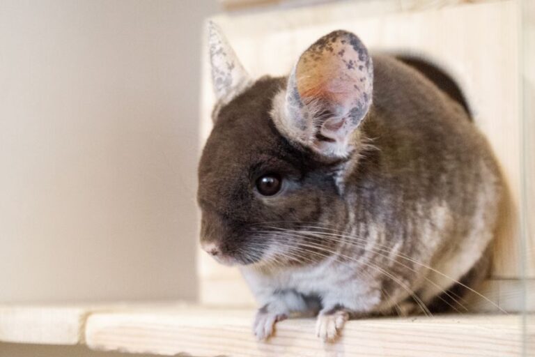 Are Chinchillas Good Pets? 11 Pros And 6 Cons Of Chins