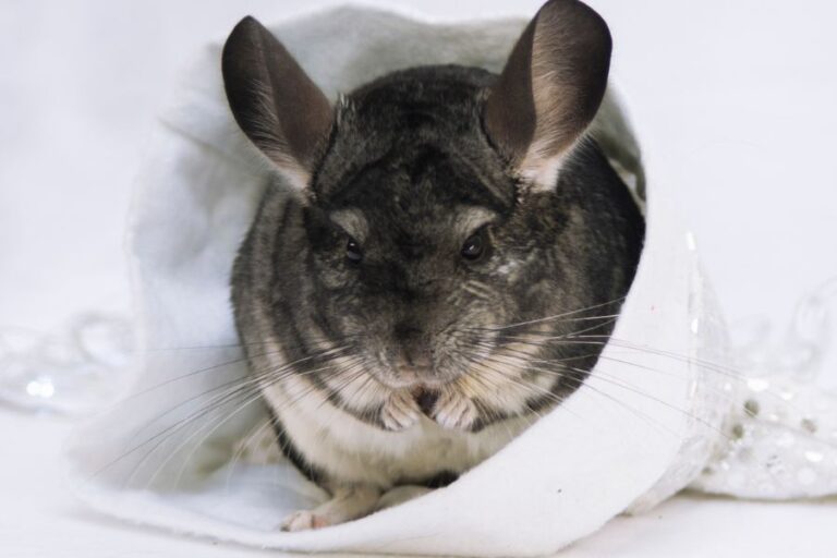 Are Chinchillas Good Pets? 11 Pros And 6 Cons Of Chins