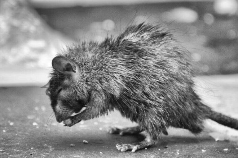 How To Get Rid Of Rat Urine Smell (5 Proven Methods)