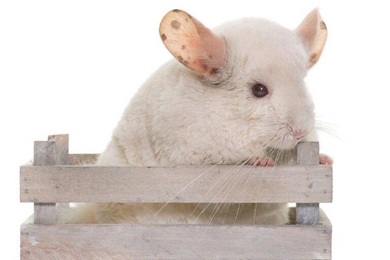 Do Chinchillas Smell? (Why Your Chinchilla Cage Stinks)