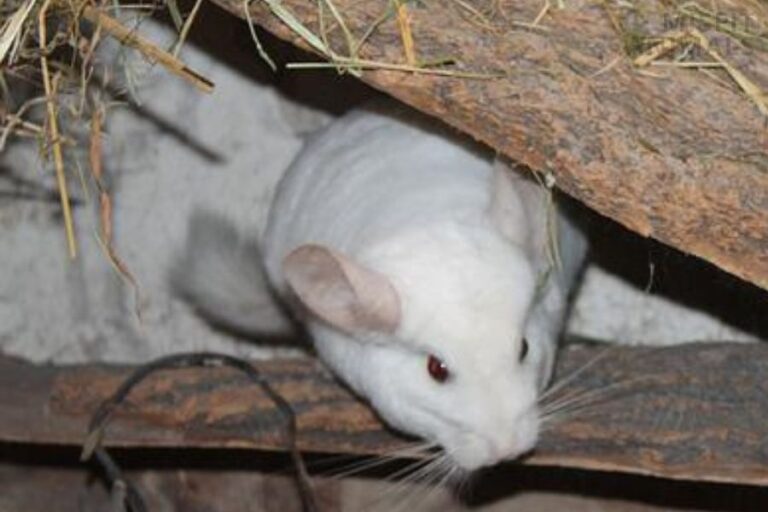 Do Chinchillas Smell? (Why Your Chinchilla Cage Stinks)