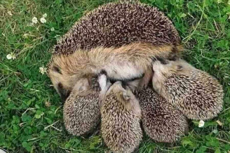 Hedgehog Breeding And Reproduction How To Breed Them